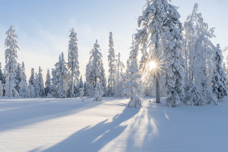 Якою цьогоріч буде зима в Україні: синоптик дав категоричний прогноз погоди  