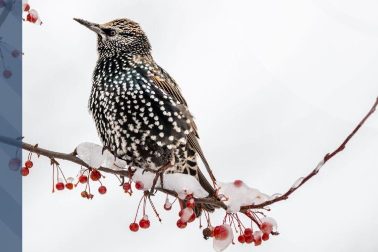 Якою буде погода до кінця тижня на Волині