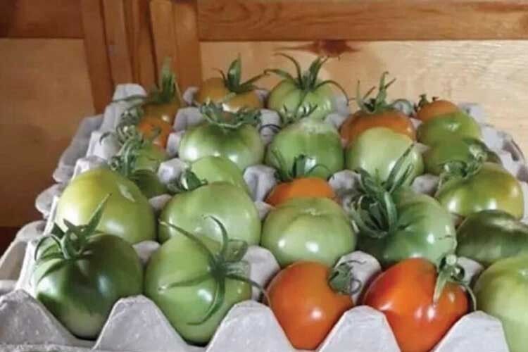 Як зберегти помідори до зими