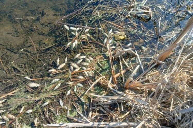 У ставку на Волині масово гине риба: виявили понад 400 мертвих краснопірок та щук