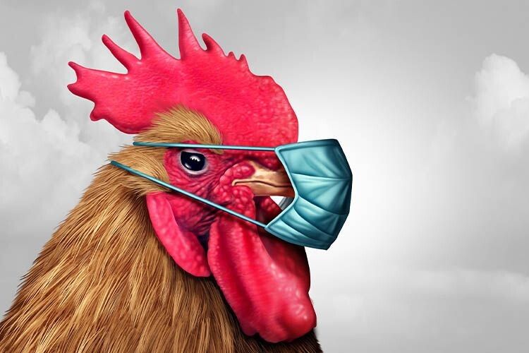 На Волині – пташиний грип: що робити власникам курей і гусей