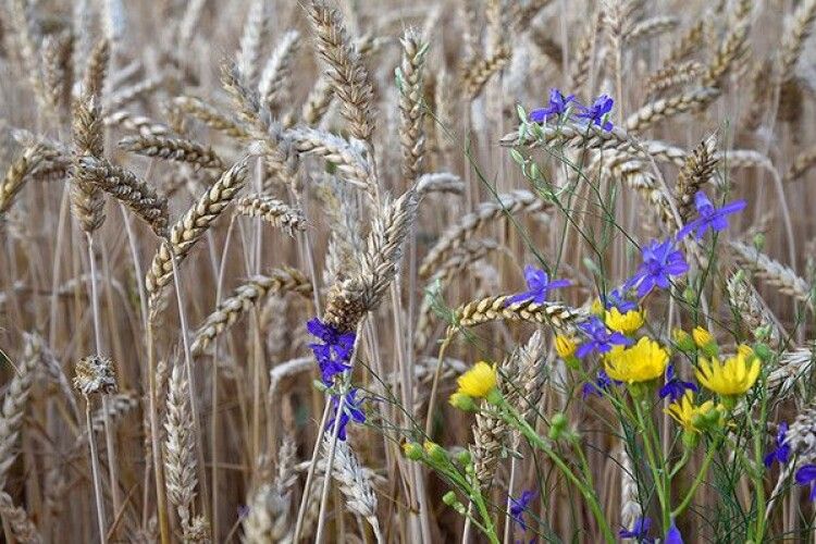 путін через Макрона передав світові грубий натяк: будуть санкції, у світі буде голод