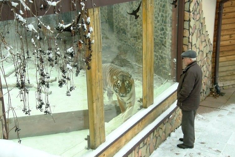 Чому волинську журналістку не впустили в клітку з тиграми (Відео)