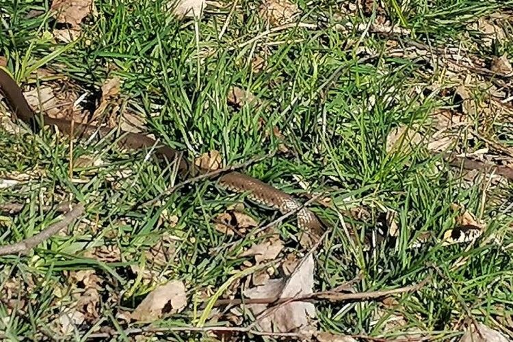 В Парку імені 900-річчя Луцька вже прокинулися вужі (фото)