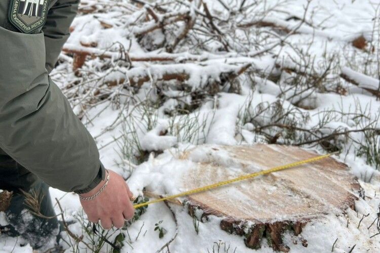 Понад 350 зрубаних дерев: на Волині виявили незаконну вирубку лісу