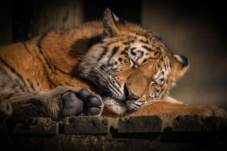 Звірі в Рівненському зоопарку вкладатимуться спати раніше