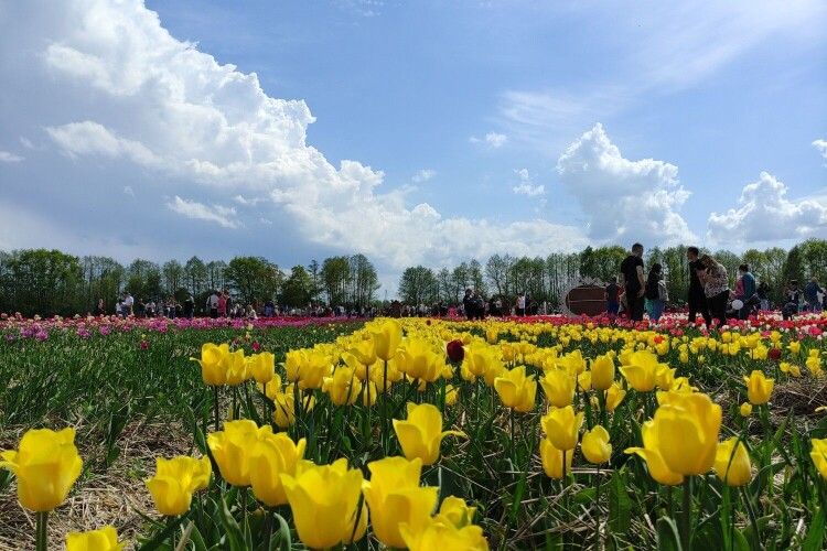 «Волинська Голландія»: тюльпанове поле відкриють для відвідувачів