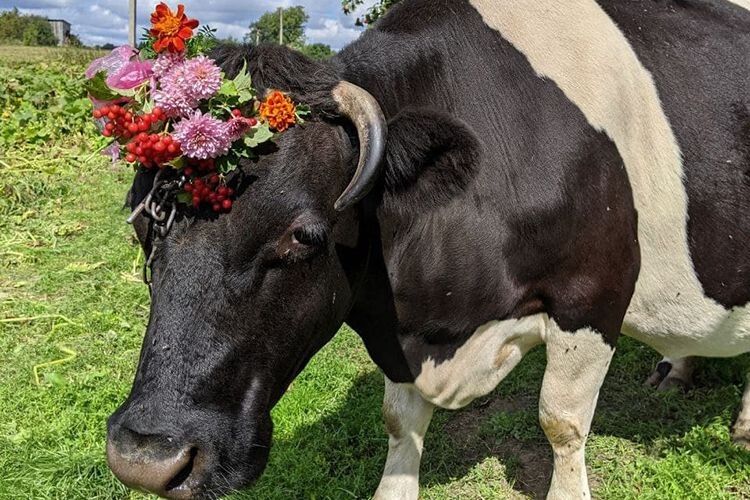 Ранкова добірка: бабуся прикрасила квітами корову, художник пів року готував подарунок місту...