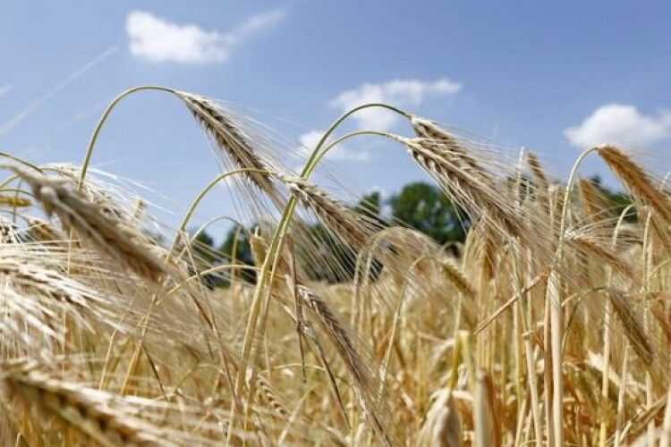В Україні зібрано 42,4 млн тонн зерна