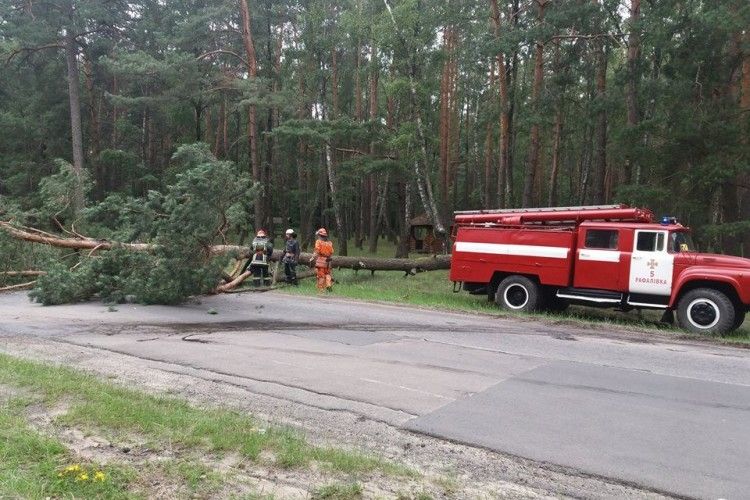 Сосна атакувала дорогу між Суховолею та Рафавалівкою у Володимирецькому районі Рівненщини