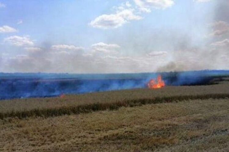 На Рівненщині згоріло близько гектара пшениці