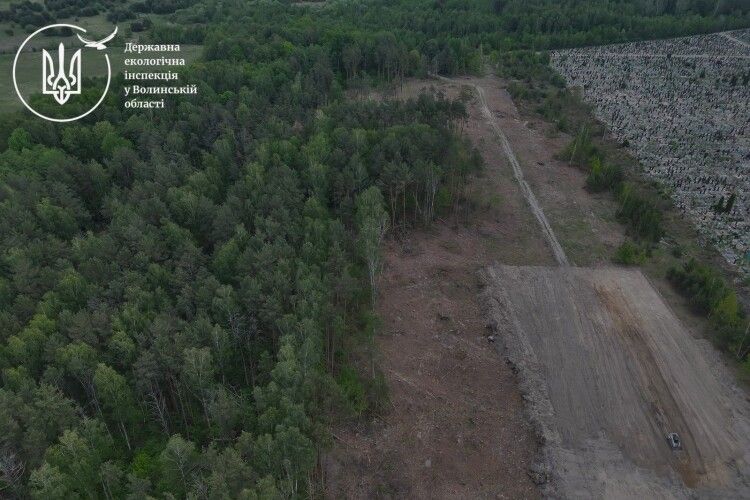 На Волині «чорні лісоруби» знищили дерев на понад 16 млн грн