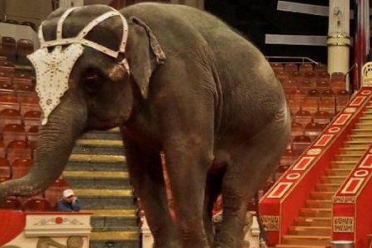  Слон впав із арени на глядачів