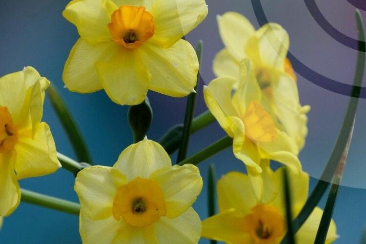 1 травня волинян зустріне нічним холодом та денним сонцем