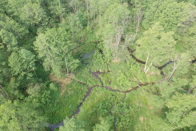 У Цуманській пущі зааерофотознімкували три зграї плямистих оленів
