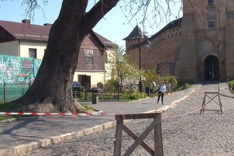 Як волинські майстри дали нове життя 200-річному Лесиному ясену