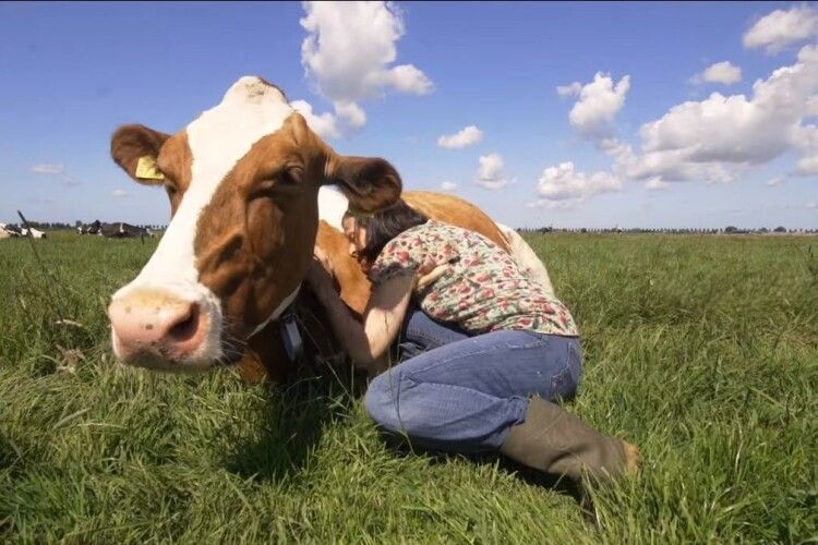 З’явився новий тренд – обійми з коровами для зняття стресу (Відео)