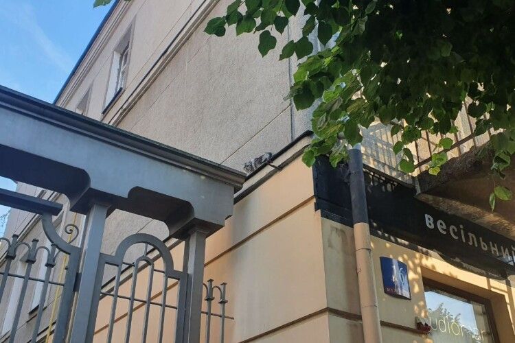 У Луцьку відбулась «спецоперація» з порятунку котика (Фото, відео) 