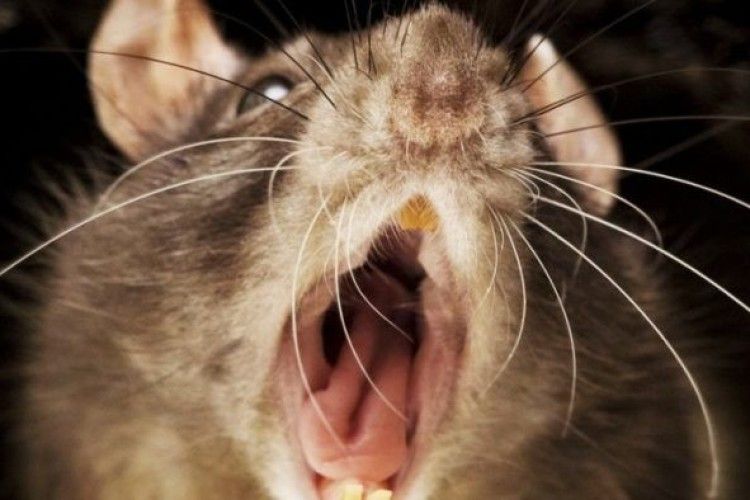 Щур покусав дитину в Маріуполі: моторошні подробиці і фото