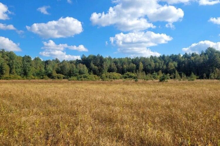 До чого призведе висихання боліт в Шацькому нацпарку
