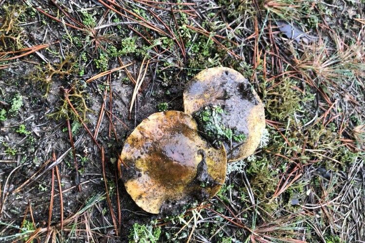 На Волині взимку ростуть гриби