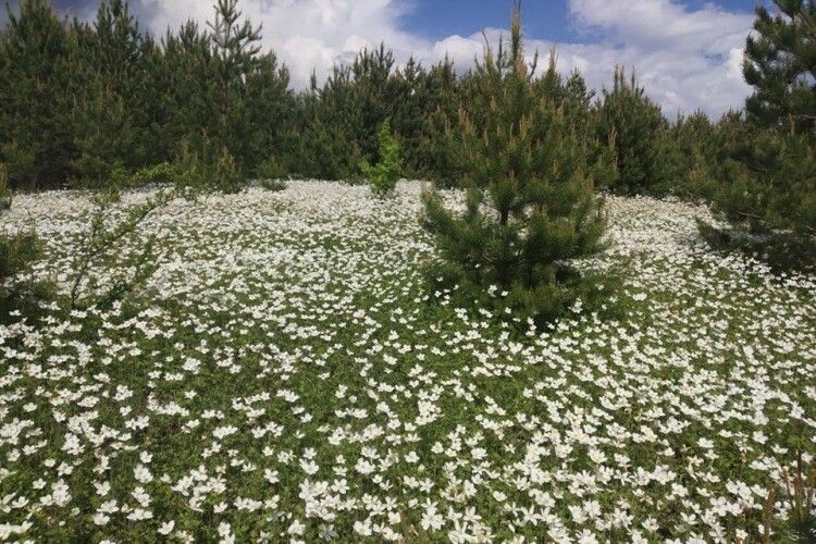 У Цуманській пущі зацвіла анемона лісова (фото)