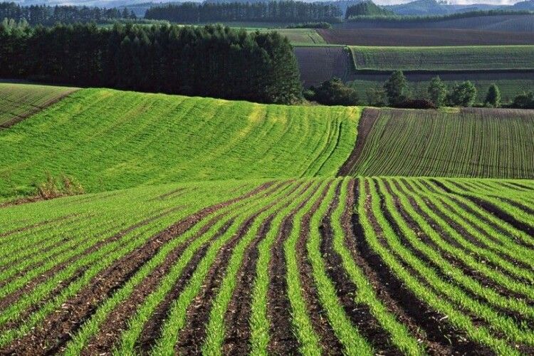 Акція протесту: земельна реформа імені Зеленського знищить 13 мільйонів дрібних і середніх сільгоспвиробників