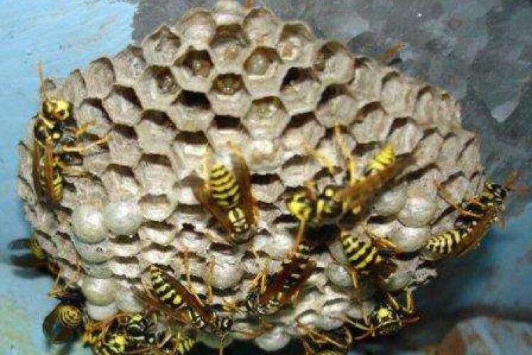 У Луцьку рятувальники борються з осами