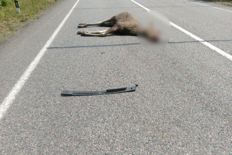 На дорозі Ковель-Ягодин «бусик» збив лося 