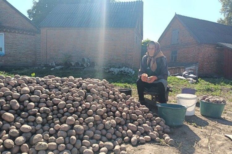 Волиняни копають картоплю, очікують понад мільйон тонн урожаю