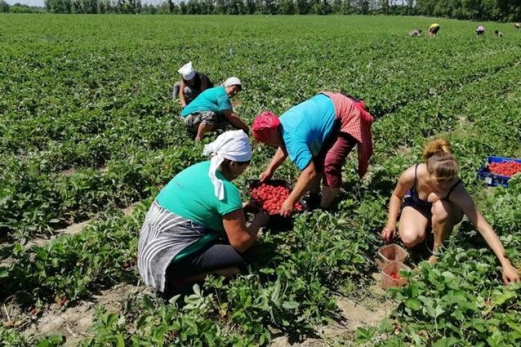 Скільки українці можуть заробити на сезонних роботах у Польщі, Німеччині, Данії, Швеції