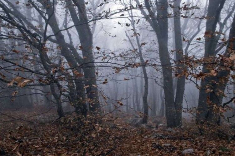 До +11°С – така нині зима на Волині 