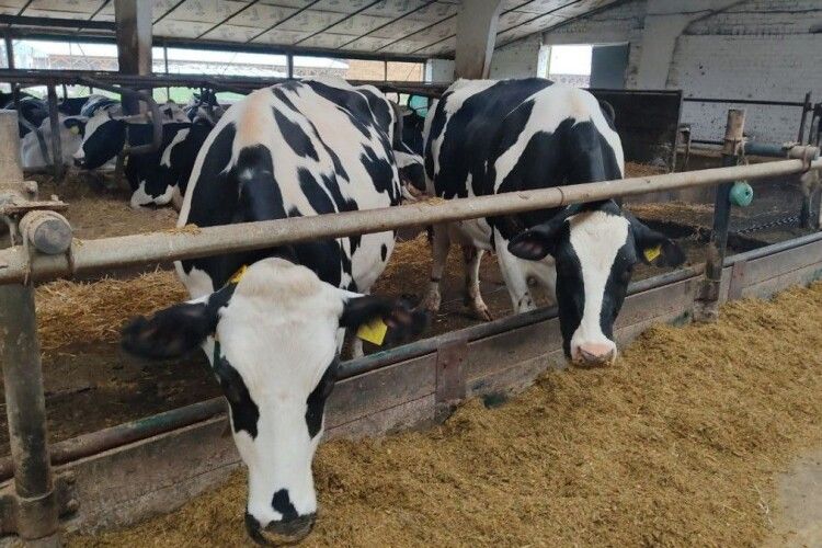 У волинському господарстві у доїльному залі корови слухають пісні Винника