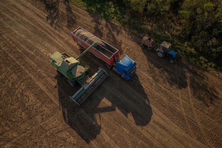 Україна збирає великий урожай, але війна ризикує затримати його вдома