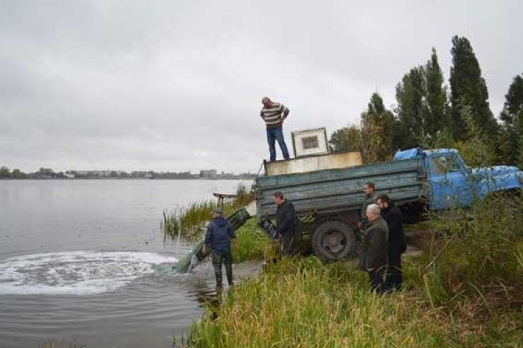 Амури та товстолоби оздоровлюватимуть Ковельське водосховище