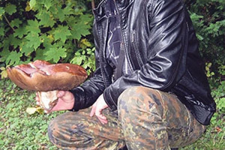 Цар грибів росте на Волині