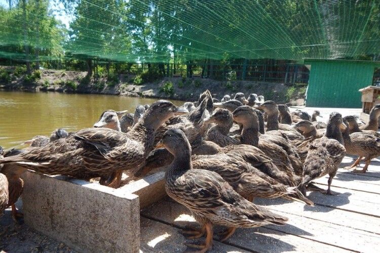 На Старовижівщині у вольєрі мешкає понад 200 голів диких качок (Фото)