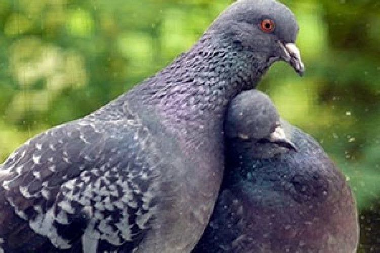 ВІКНО РУБРИКИ: голубко моя сизокрила…