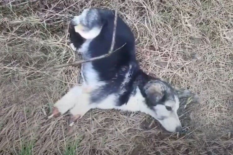 У лісі поблизу кордону з Польщею знайшли собаку… з відрубаними кінцівками
