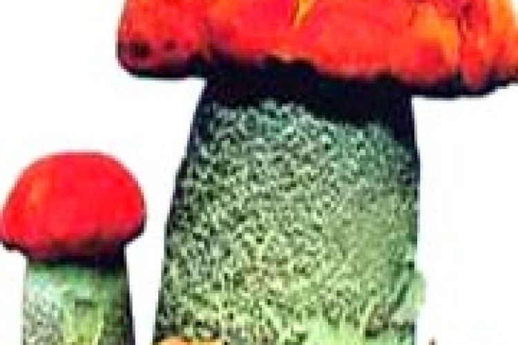 ВЗИМКУ — ЯК ЗНАЙДЕТЕ...