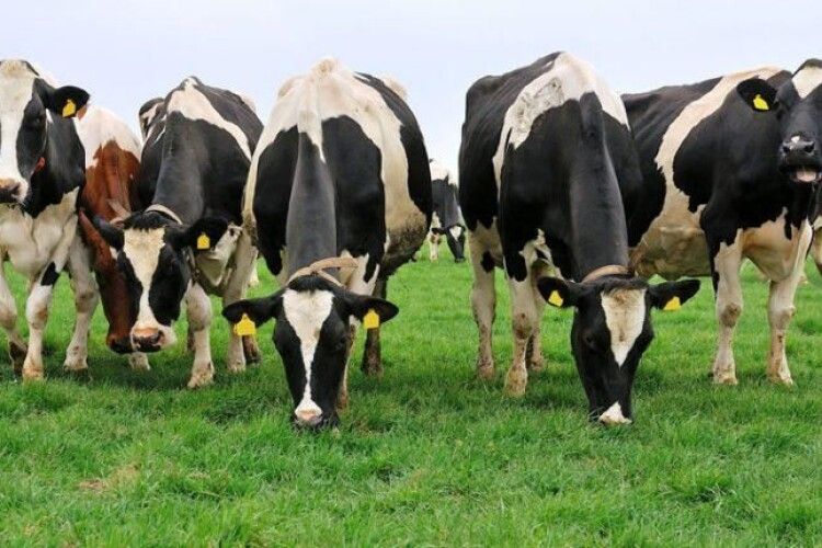 Фермери Рівненщини можуть одержати по п'ять тисяч дотації на кожну корову