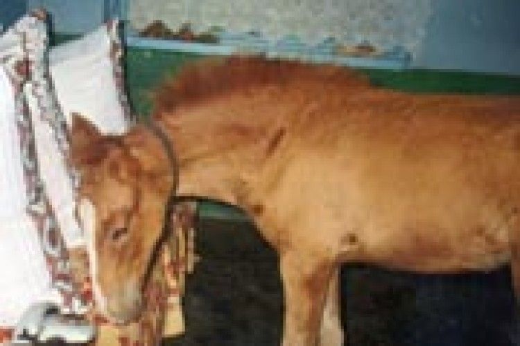 ФОТО НА КОНКУРС: дозволив подзвонити…