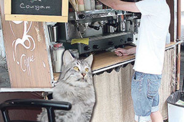 КІТ, ЯКИЙ НЕ ГУЛЯЄ САМ ПО СОБІ, БО… ПРОДАЄ КАВУ