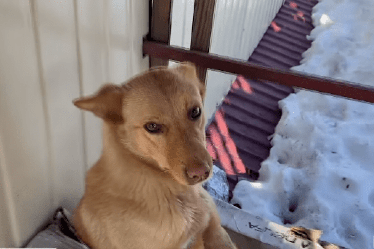 На Рівненщині пес Карлсон живе на даху магазина  (Відео)