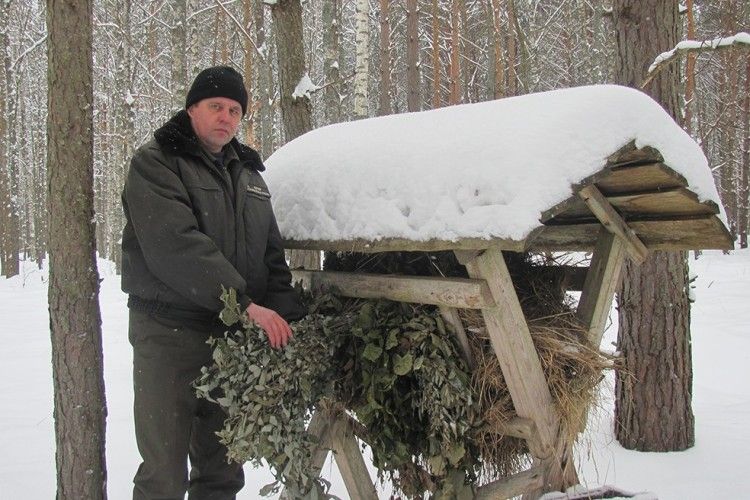 Як живеться диким звірам у лісах Ратнівщини?