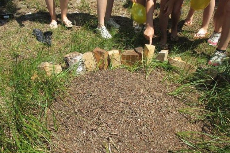 Ратне: юні лісові рейнджери рятували мурашники (фото)