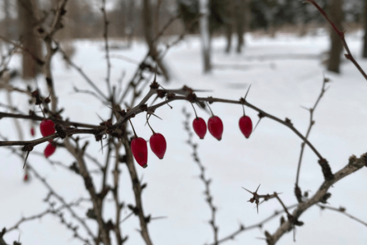 Якою буде погода на Волині