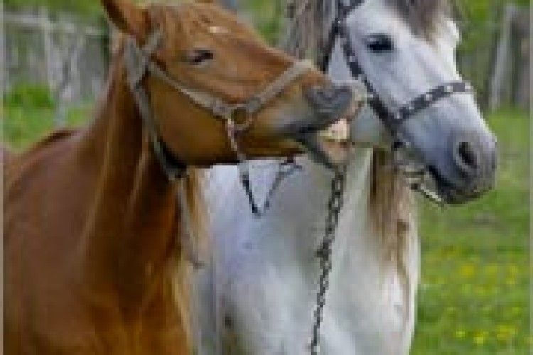 ФОТО НА КОНКУРС: поцілунок іго–го!