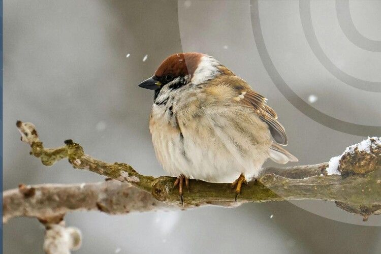 Якою буде погода на Волині