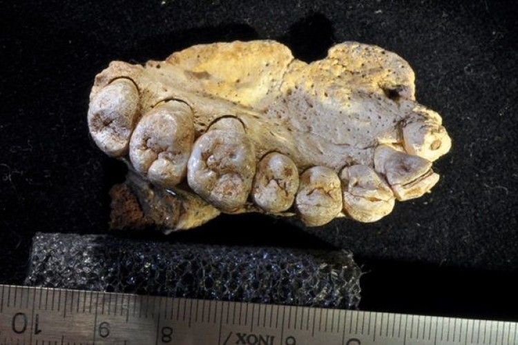 Археологи викопали кістку, що змінила погляд на еволюцію
